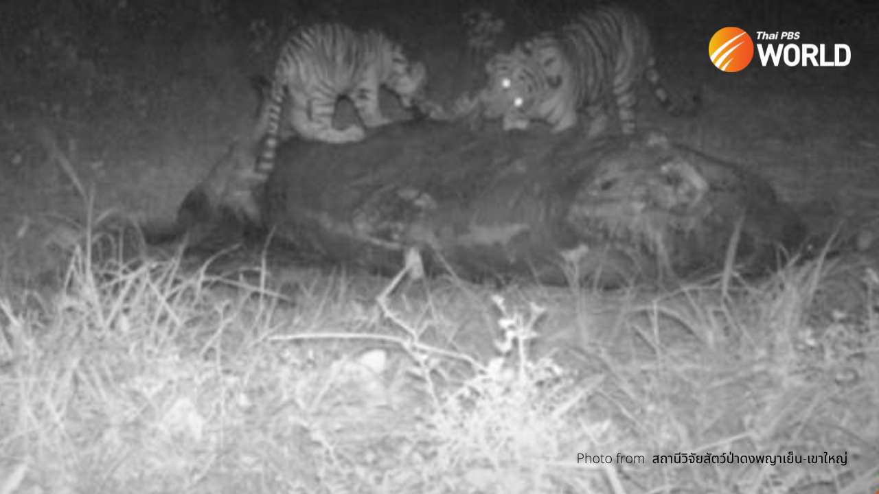 Rare video released of a family of tigers feeding on their prey in Thailand   Thai PBS World : The latest Thai news in English, News Headlines, World  News and News Broadcasts